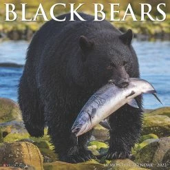 Top 10 ???? Willow Creek Press Black Bears 2022 Wall Cal ✨