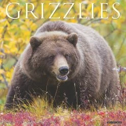 Designocracy Shop 30 Flash Sale 👍 Willow Creek Press Grizzlies 2022 Wall Cal Bears 🔥